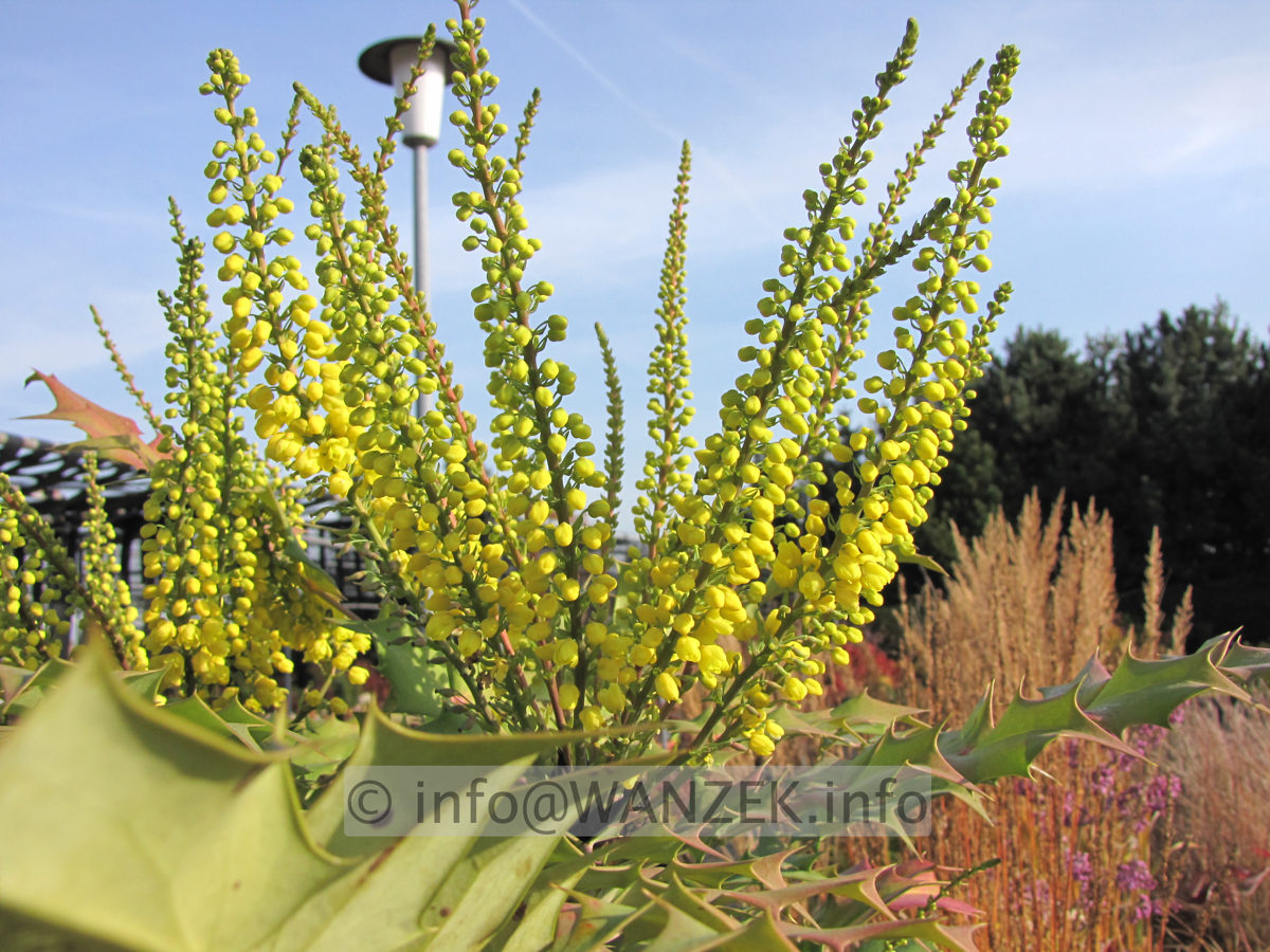 Mahonia bealei 02.JPG